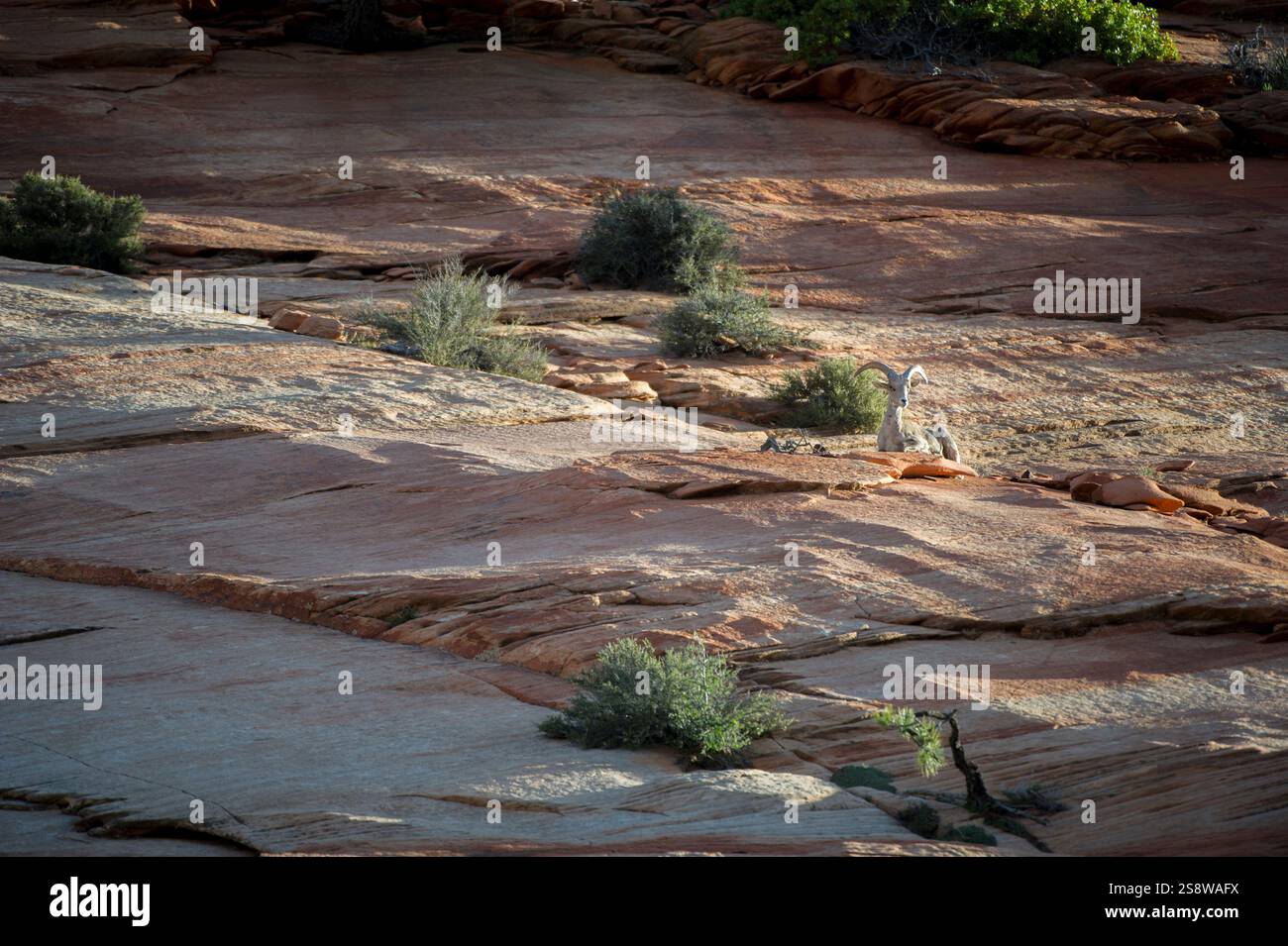 Ausgewachsene Wüstendickhornschafe (Ovis canadensis nelsoni), Zion-Nationalpark, Utah, Vereinigte Staaten von Amerika, Nordamerika Stockfoto