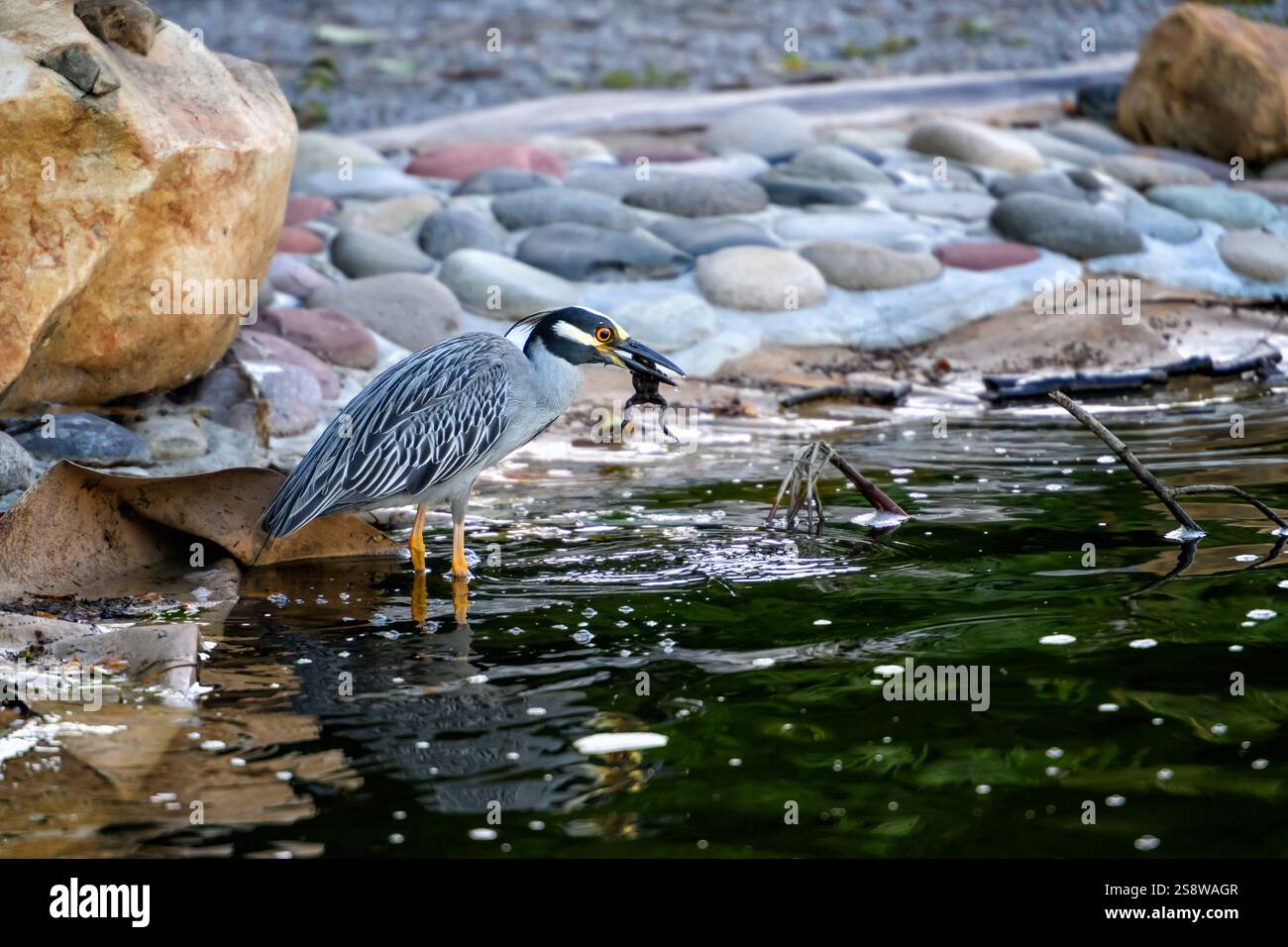 Gelbgekrönter Nachtreiher, der einen Frosch in einem Teich isst. Stockfoto