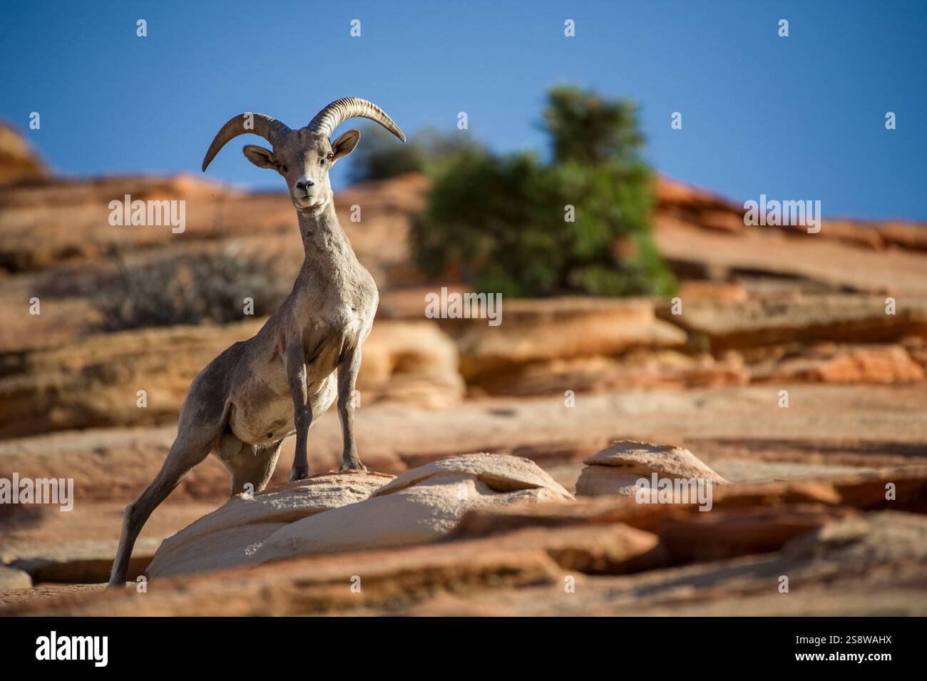 Ausgewachsene Wüstendickhornschafe (Ovis canadensis nelsoni), Zion-Nationalpark, Utah, Vereinigte Staaten von Amerika, Nordamerika Stockfoto