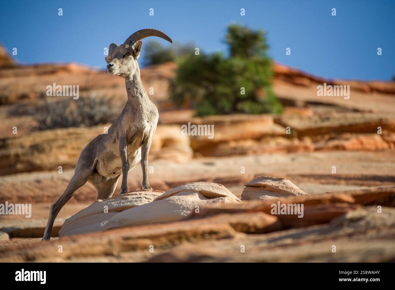 Ausgewachsene Wüstendickhornschafe (Ovis canadensis nelsoni), Zion-Nationalpark, Utah, Vereinigte Staaten von Amerika, Nordamerika Stockfoto