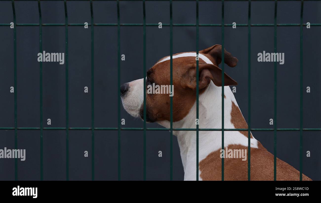 Hund, Boxer-Rasse hinter grünem Zaun. Stockfoto