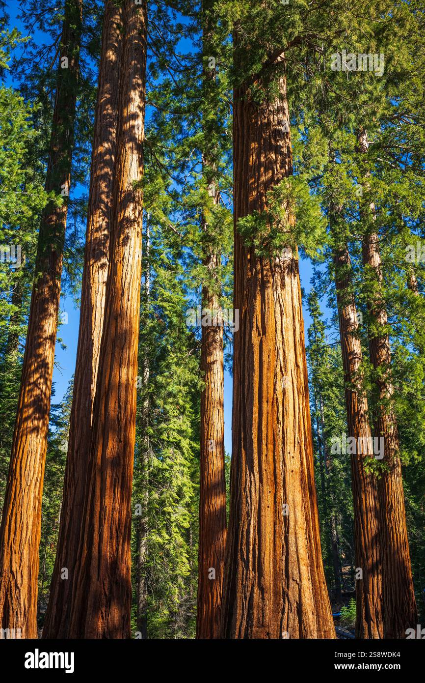 Riesige Mammutbäume im Mariposa Grove, Yosemite National Park, Kalifornien USA Stockfoto