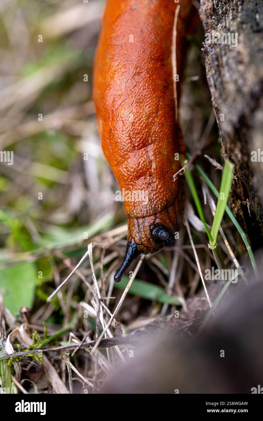 Die spanische Schnecke ist eine luftatmende Landschnecke, eine terrestrische Lungenschnecke aus der Familie der Arionidae, die Roundback-Schnecken. Stockfoto