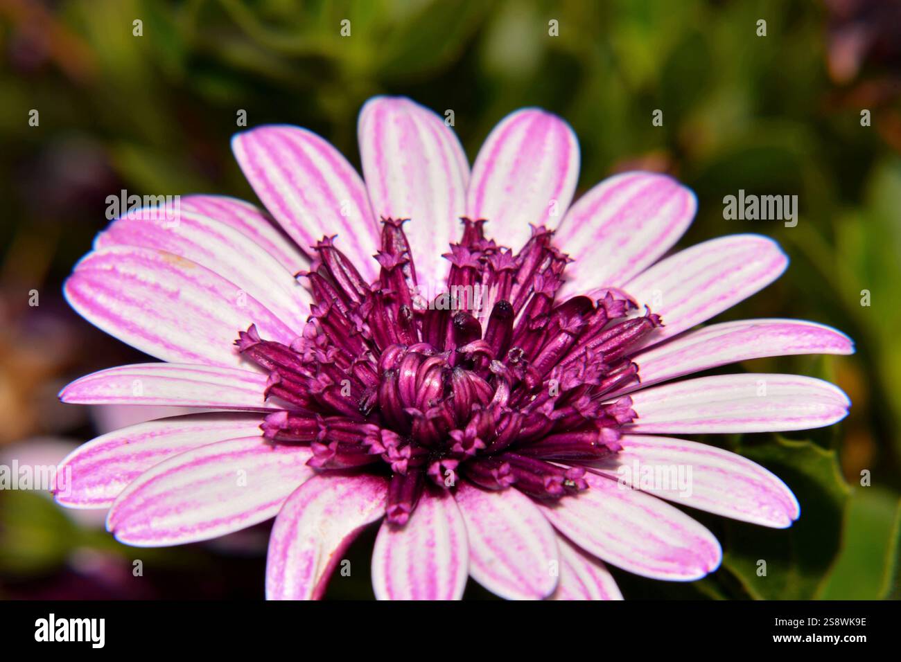 Nahaufnahme einer nachlaufenden afrikanischen Gänseblümchenblume Stockfoto