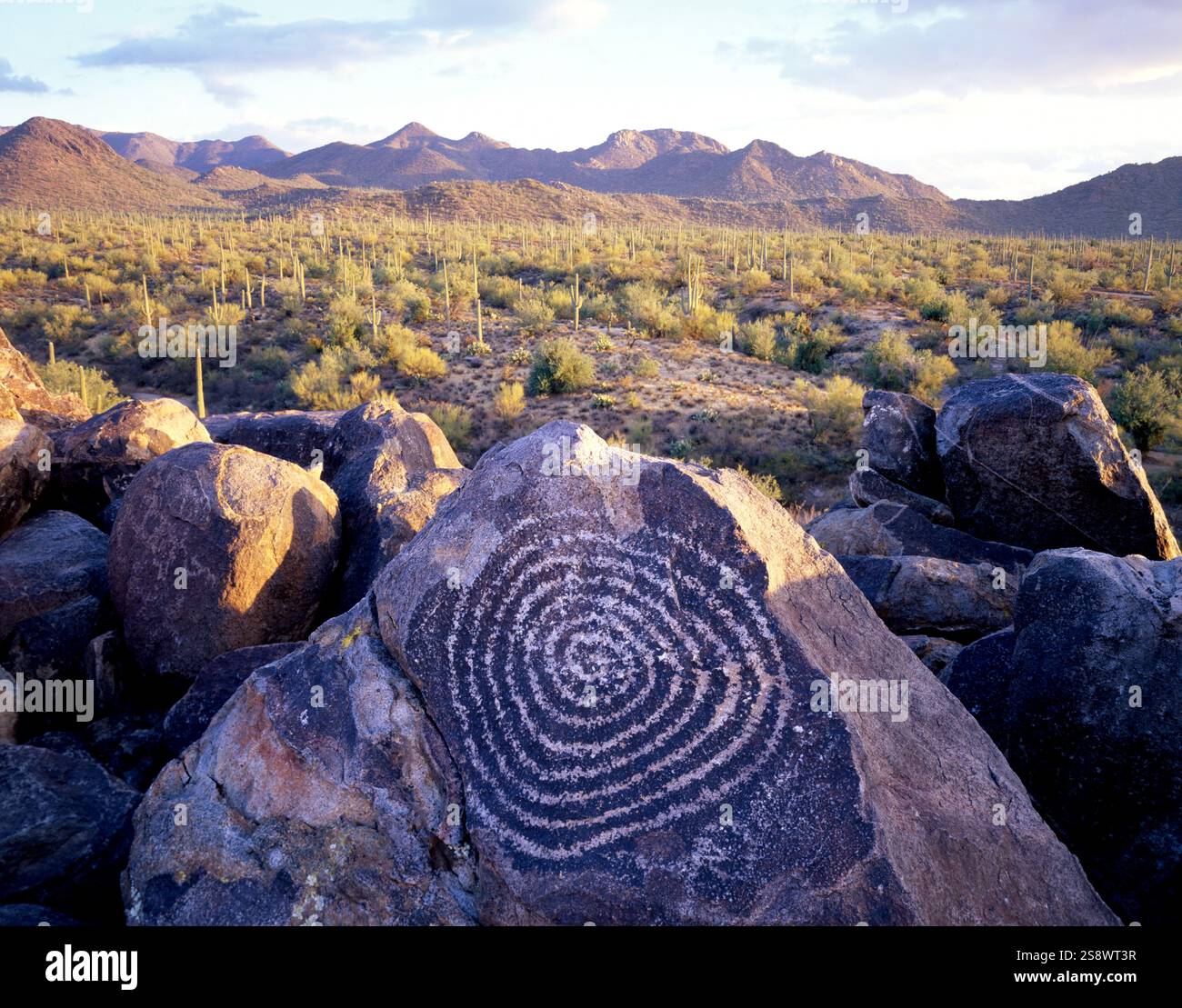 Petroglyphen oder Felskunst findet man in Signal Hill Petroglyphen. Saguaro-Nationalpark, Westen. Tucson, Arizona Stockfoto
