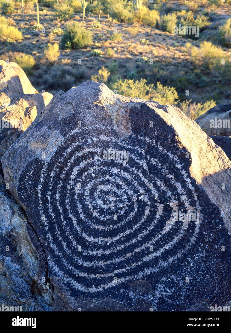 Petroglyphen oder Felskunst findet man in Signal Hill Petroglyphen. Saguaro-Nationalpark, Westen. Tucson, Arizona Stockfoto