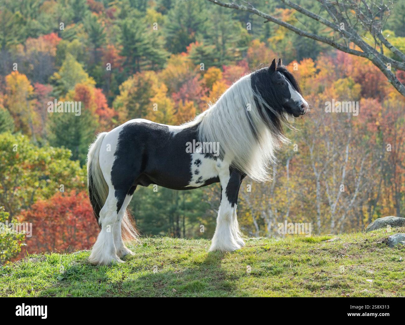 Gypsy Vanner Horse Hengst steht auf dem Aufstieg mit Herbstlaub Stockfoto
