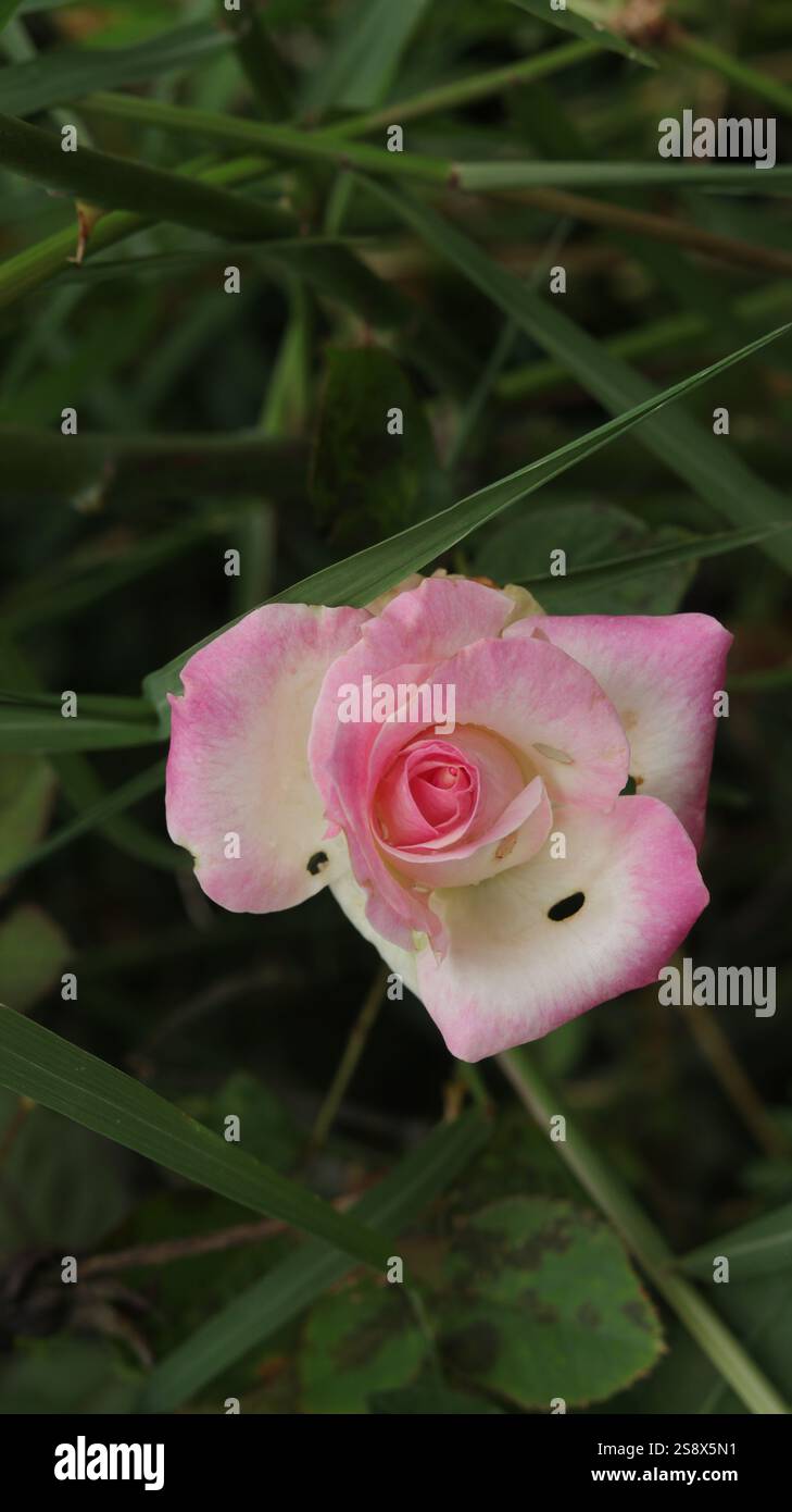 Eine zarte rosafarbene Rose blüht im Grünen und zeigt die Schönheit der Unvollkommenheiten der Natur. Stockfoto