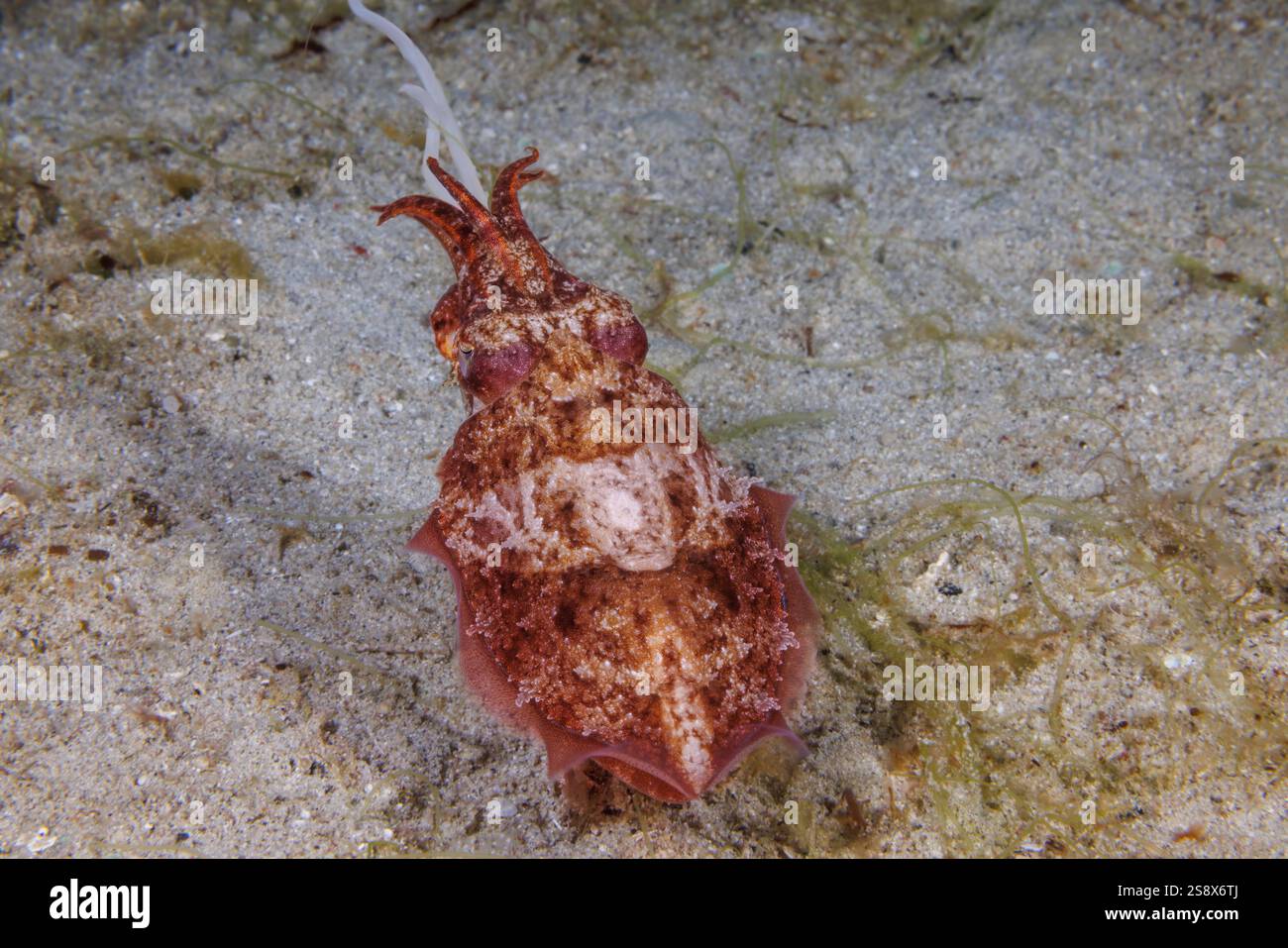 Dieser stumpelige Tintenfisch, Sepia bandensis, erweitert seine zwei spezialisierten Tentakel, um seine Beute, die Philippinen, zu fangen. Stockfoto