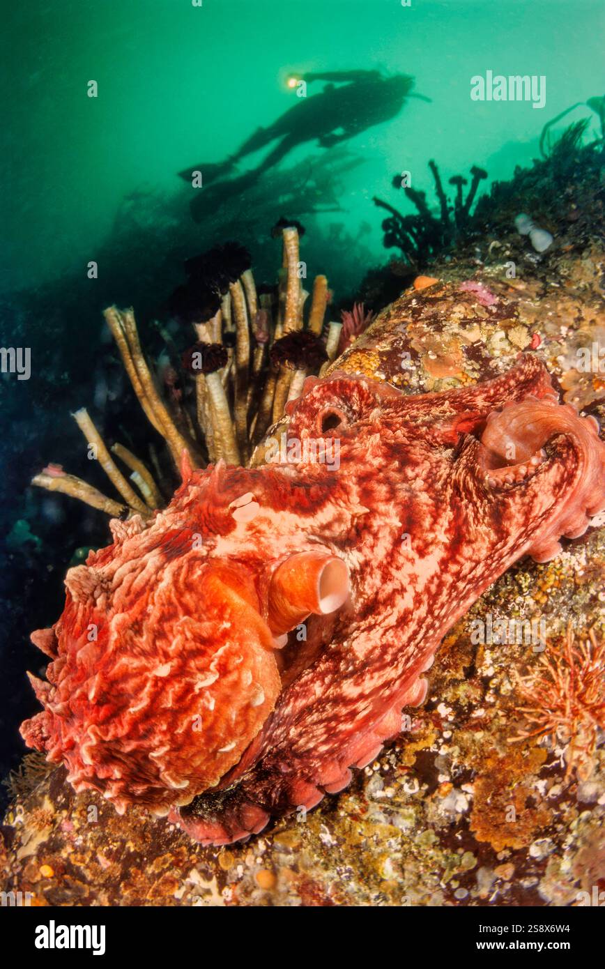 Pazifischer Oktopus, Enteroctopus dolfleini oder North Pacific giant Octopus, British Columbia, Kanada. Stockfoto