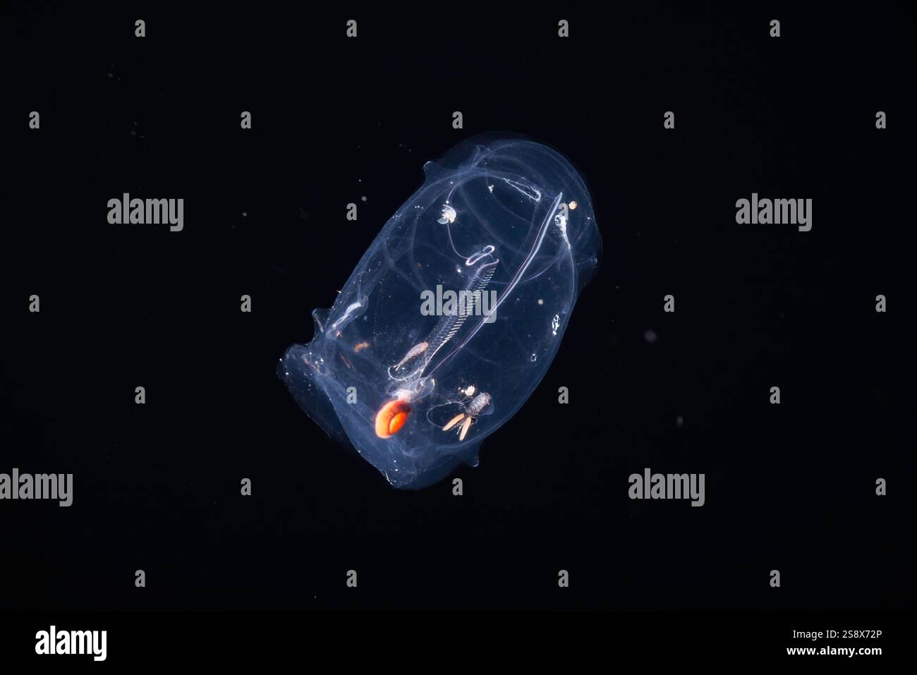 Diese pelagische Tunicate oder Salpe, Salpa aspera, gehört zur Familie der Salpidae der gelatinösen Tiere Guam, Mikronesien. Zwei Copepoden mit Eiersäcken haben es Stockfoto