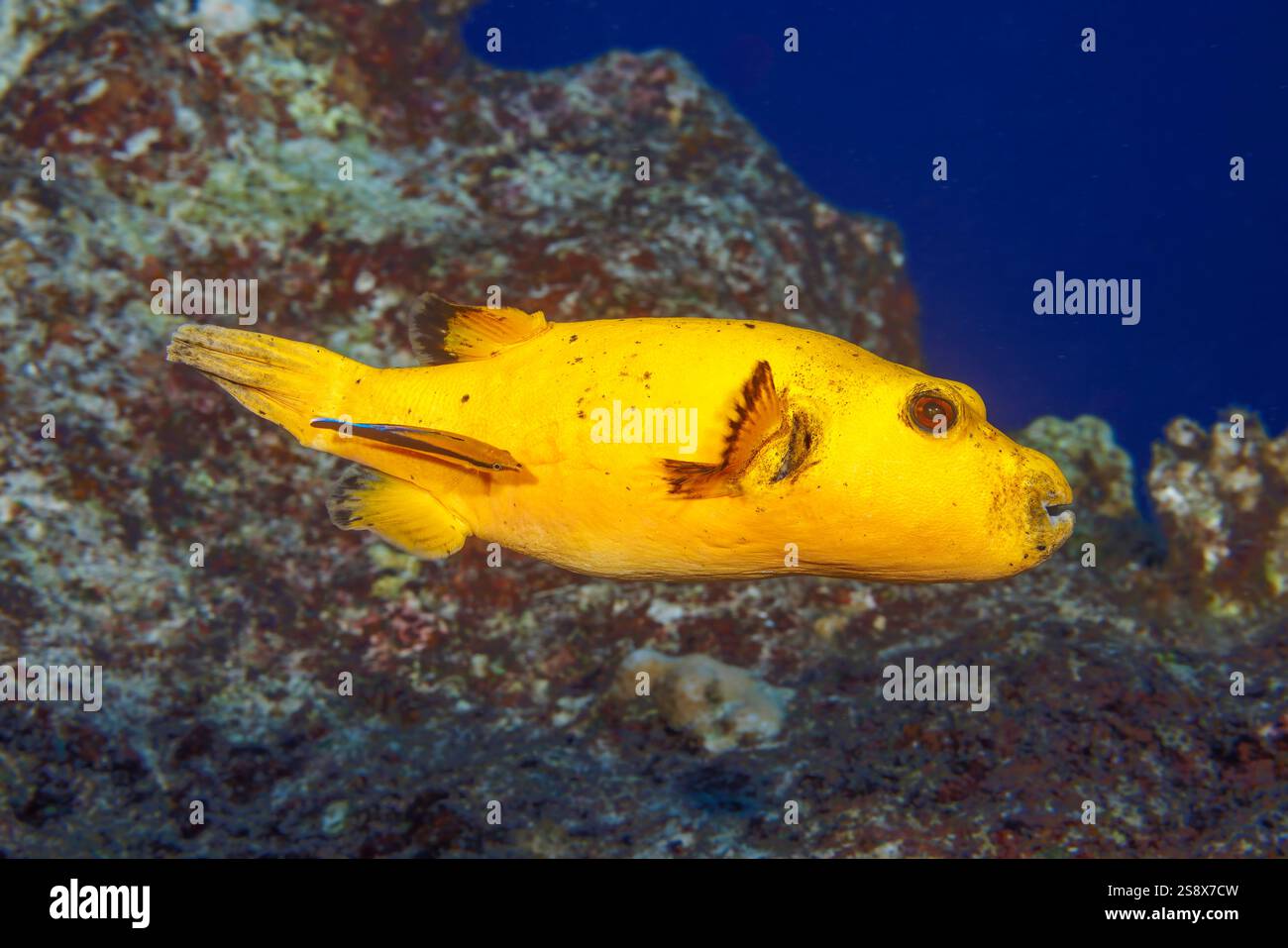 Diese gelbe Variante des Guineafowl-Puffers Arothron meleagris ist ziemlich ungewöhnlich, Guam, Mikronesien, US-Territorium, Philippinensee. Ein Bluestreak c Stockfoto
