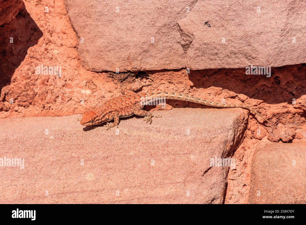 Eine Eidechse sitzt auf einem Felsen. Die Eidechse ist braun und hat einen langen Schwanz. Der Stein ist rot und hat eine raue Textur Stockfoto