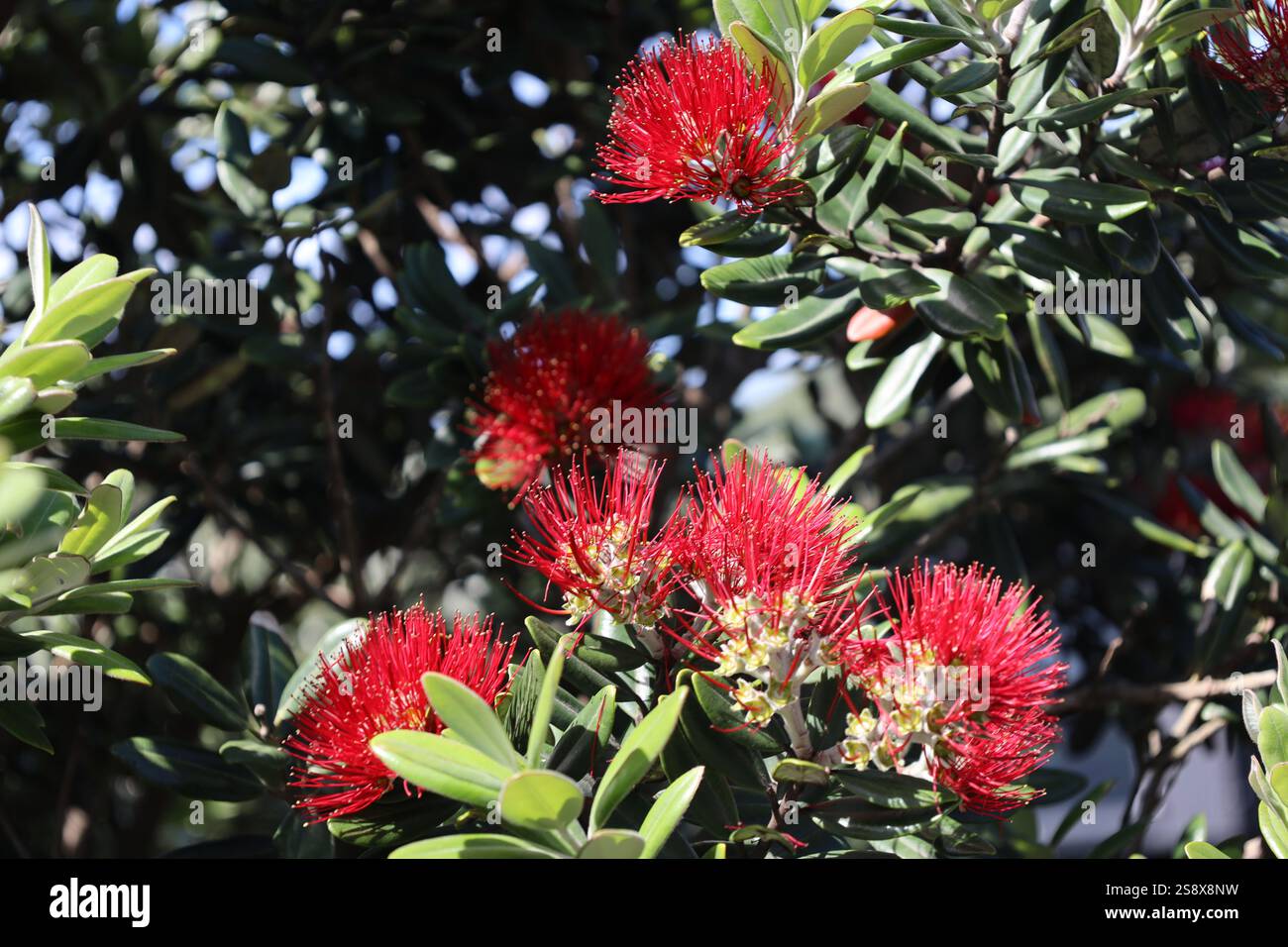 Rote Blüten bei hellem Sonnenschein mit hellgrünen Blättern Stockfoto