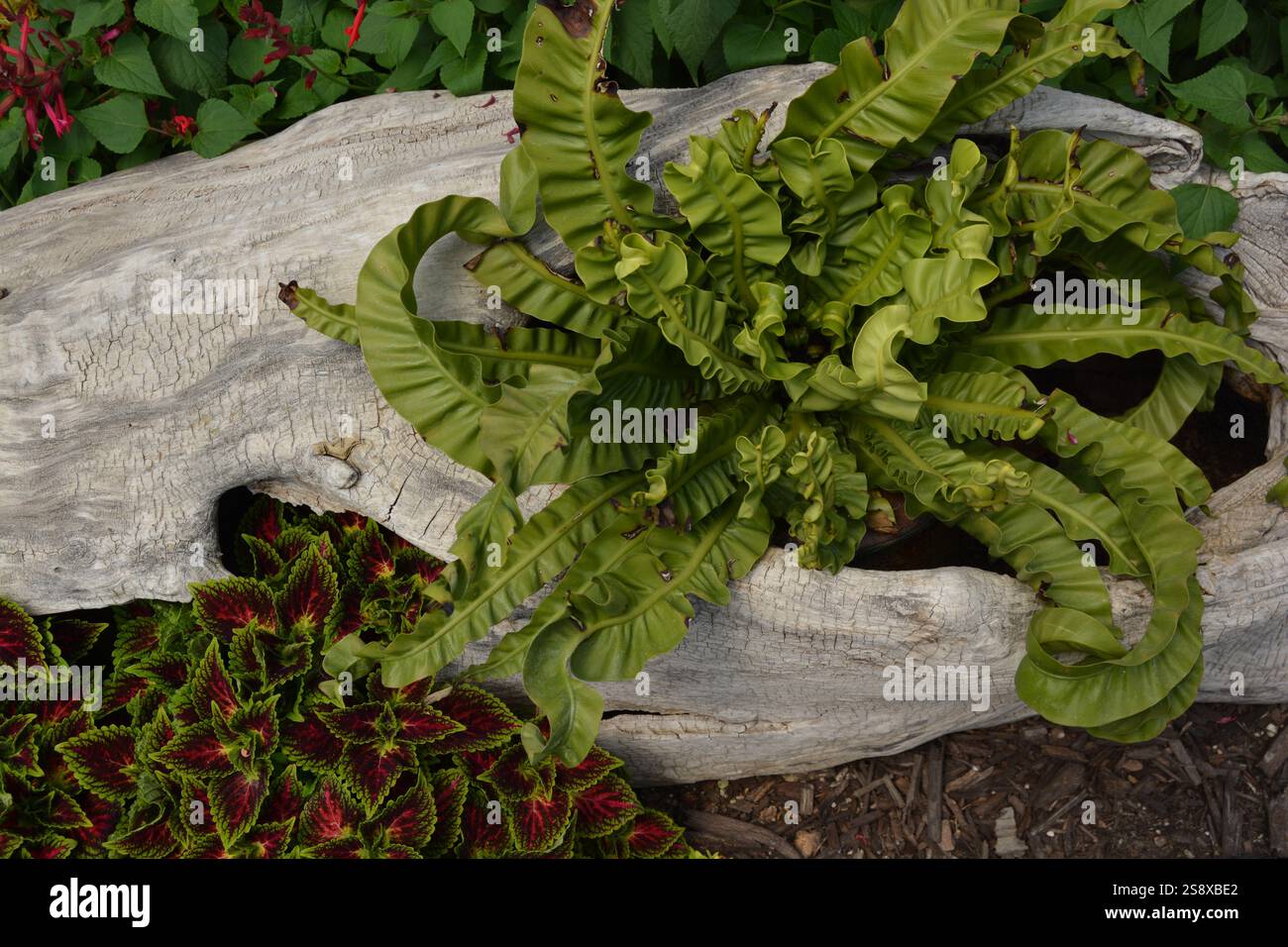 Farn- und Coleus-Pflanzen auf Treibholz Stockfoto