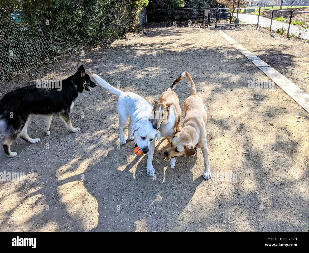 Hunde spielen in einem Hundepark in Kalifornien Stockfoto