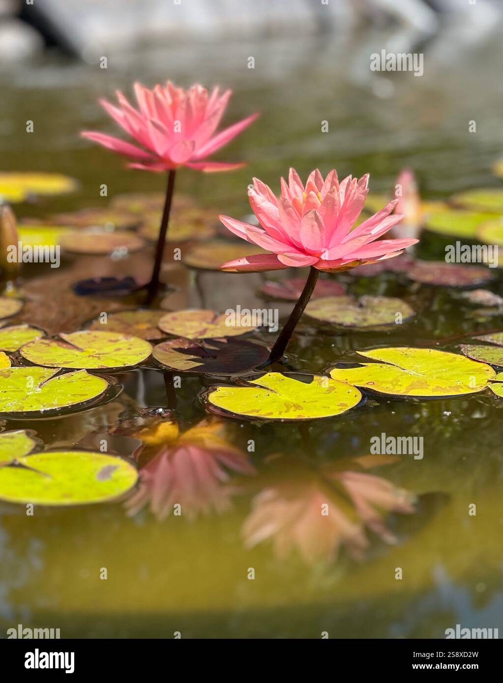 Rosa Seerosen - Smartphone-aufgenommenes Stockfoto