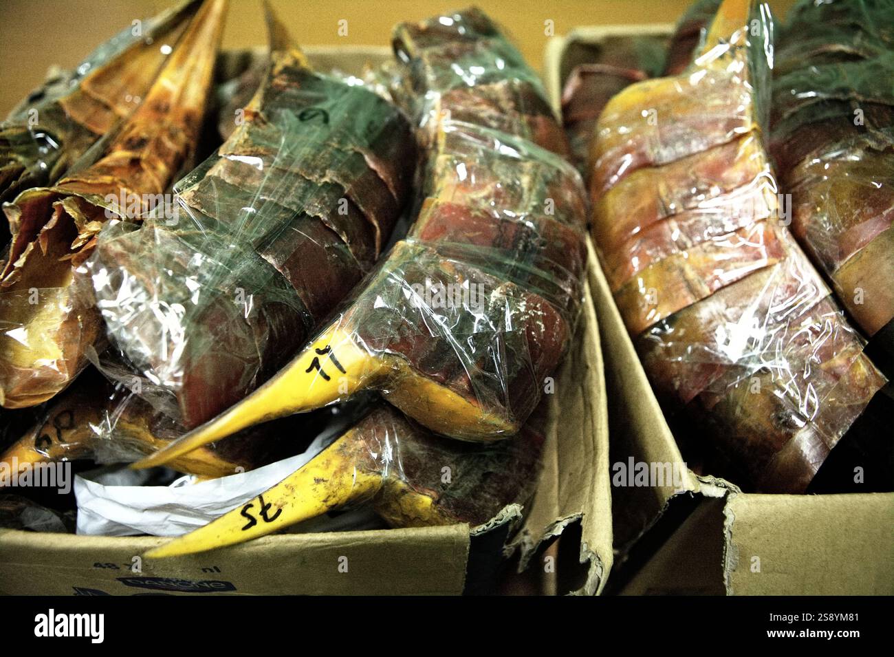 Schnäbel von Nashornvögeln, die vom Jakarta Soekarno-Hatta International Airport in Jakarta, Indonesien, nach China geschmuggelt wurden. Stockfoto
