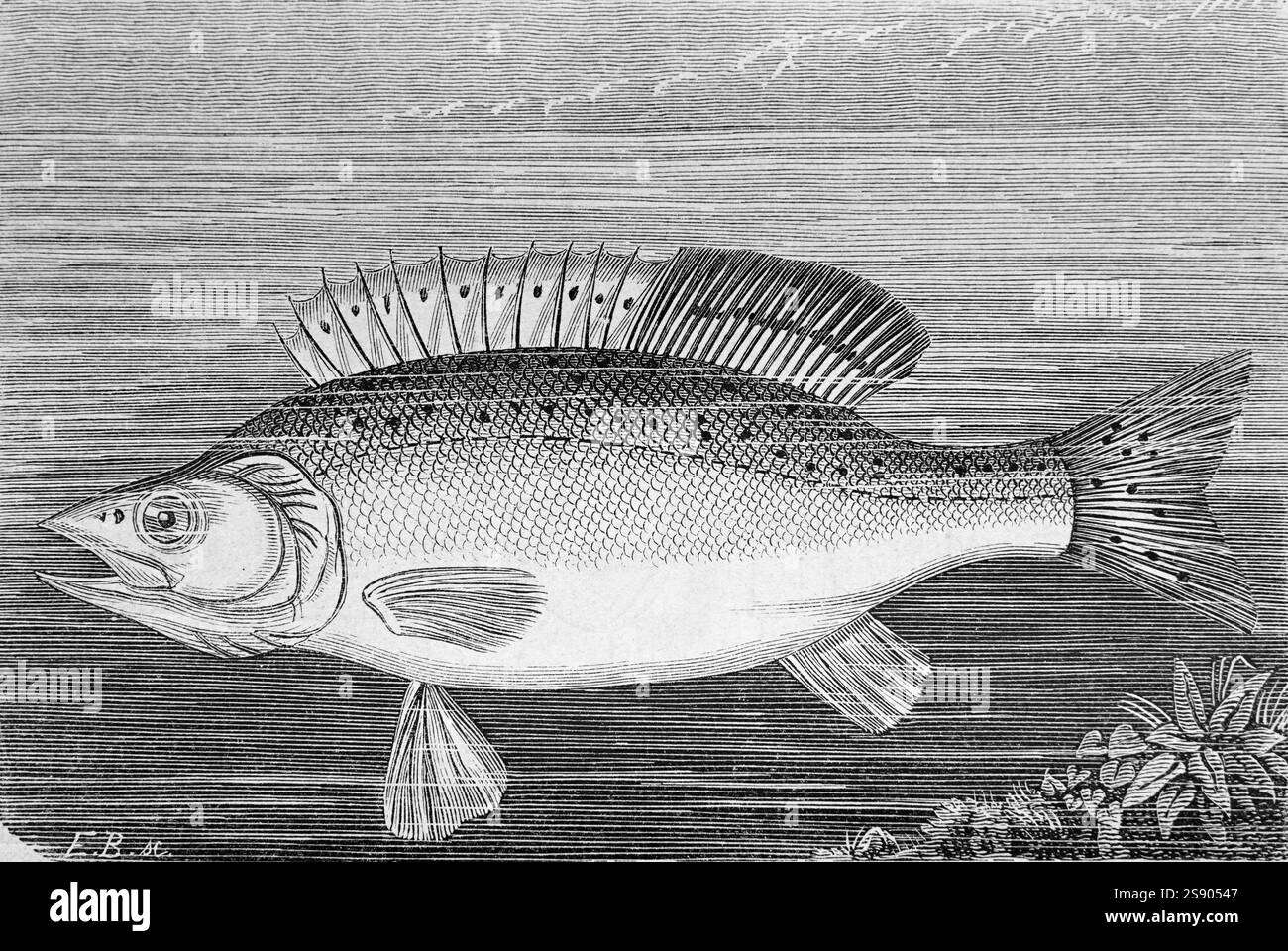 Illustration von Spottedtail Morwong, Cheilodactylus zonatus, früher Labrus japonicus, ein aktinopterygischer oder strahlenflossener Fisch. Vintage oder Histiric Gravur oder Illustration 1864 Stockfoto