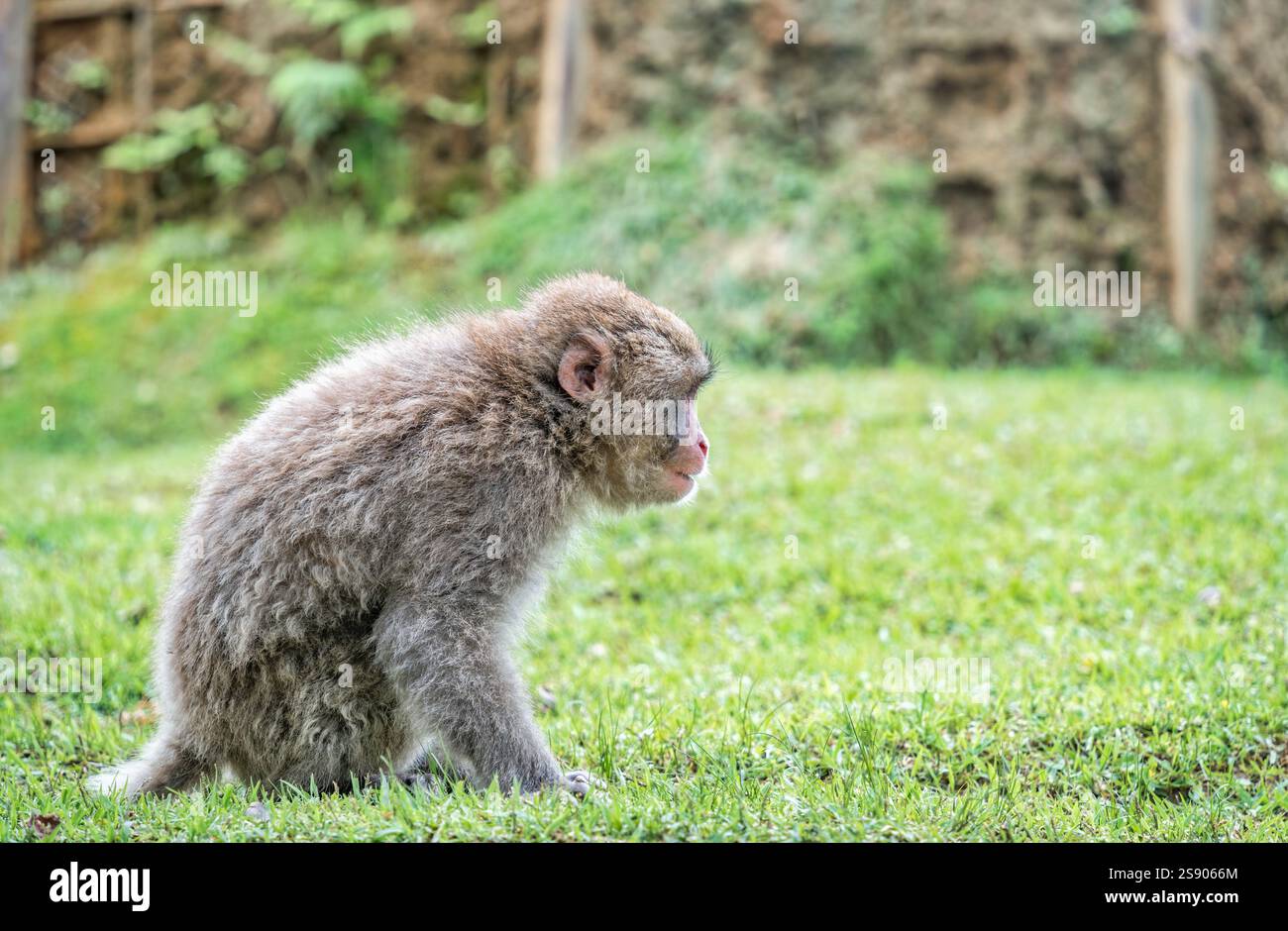Seitenporträt mit einem japanischen Makaken oder Schneeaffen, der auf dem grünen Gras im Arashiyama Park sitzt Stockfoto