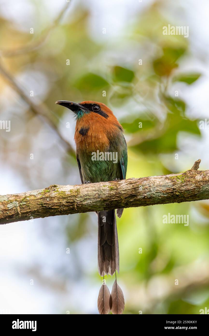 Breitschnabel-Motmot (Electron platyrhynchum), ziemlich häufiger Mittel- und südamerikanischer Vogel aus der Familie der Momotidae. Stockfoto