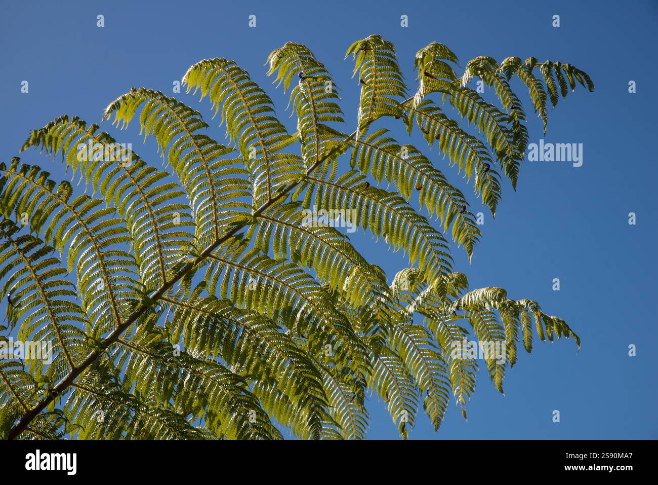 Farn symbol -Fotos und -Bildmaterial in hoher Auflsung  Alamy