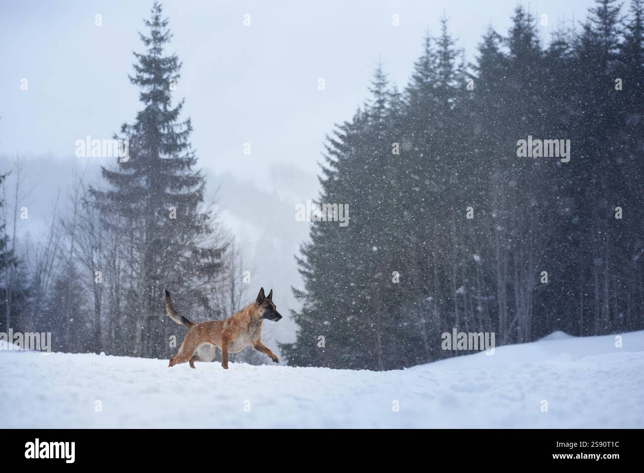 Ein Malinois-Hund erkundet den Rand eines schneebedeckten Waldes, umgeben von hohen immergrünen Bäumen. Der helle Schnee und der ruhige Wald stehen im Kontrast Stockfoto