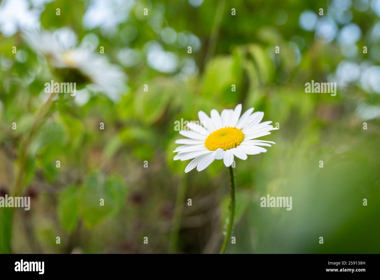 Wilde Gänseblümchenblume auf Wiese, weiße Kamillen auf grünem Grashintergrund. Marguerite Gänseblümchen Wildpflanze mit großen weißen Blütenblättern und gelber Mitte. Stockfoto