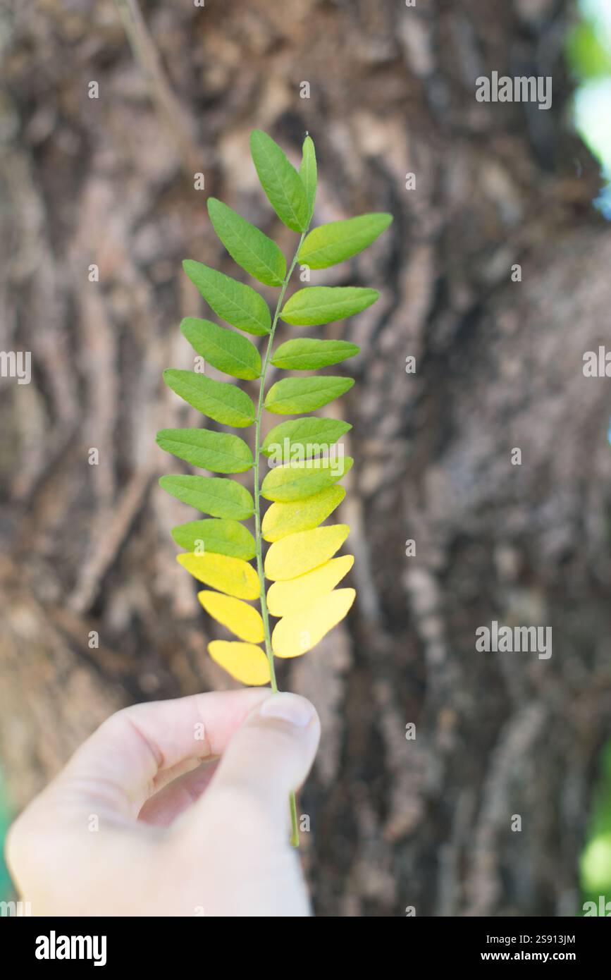Wunderschöne Herbstfarbe in Colorado Stockfoto