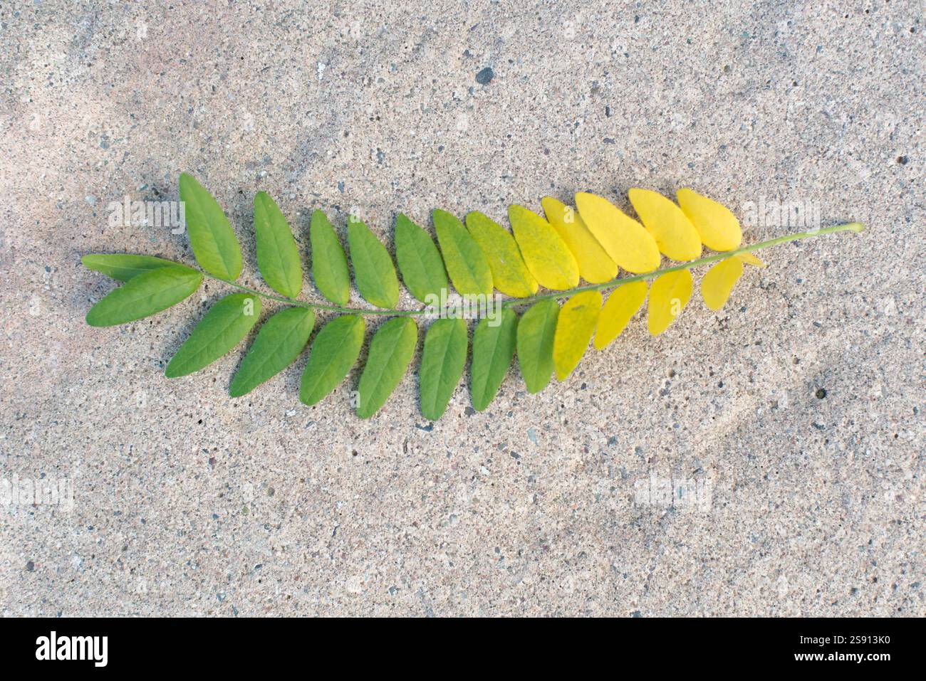 Wunderschöne Herbstfarbe in Colorado Stockfoto