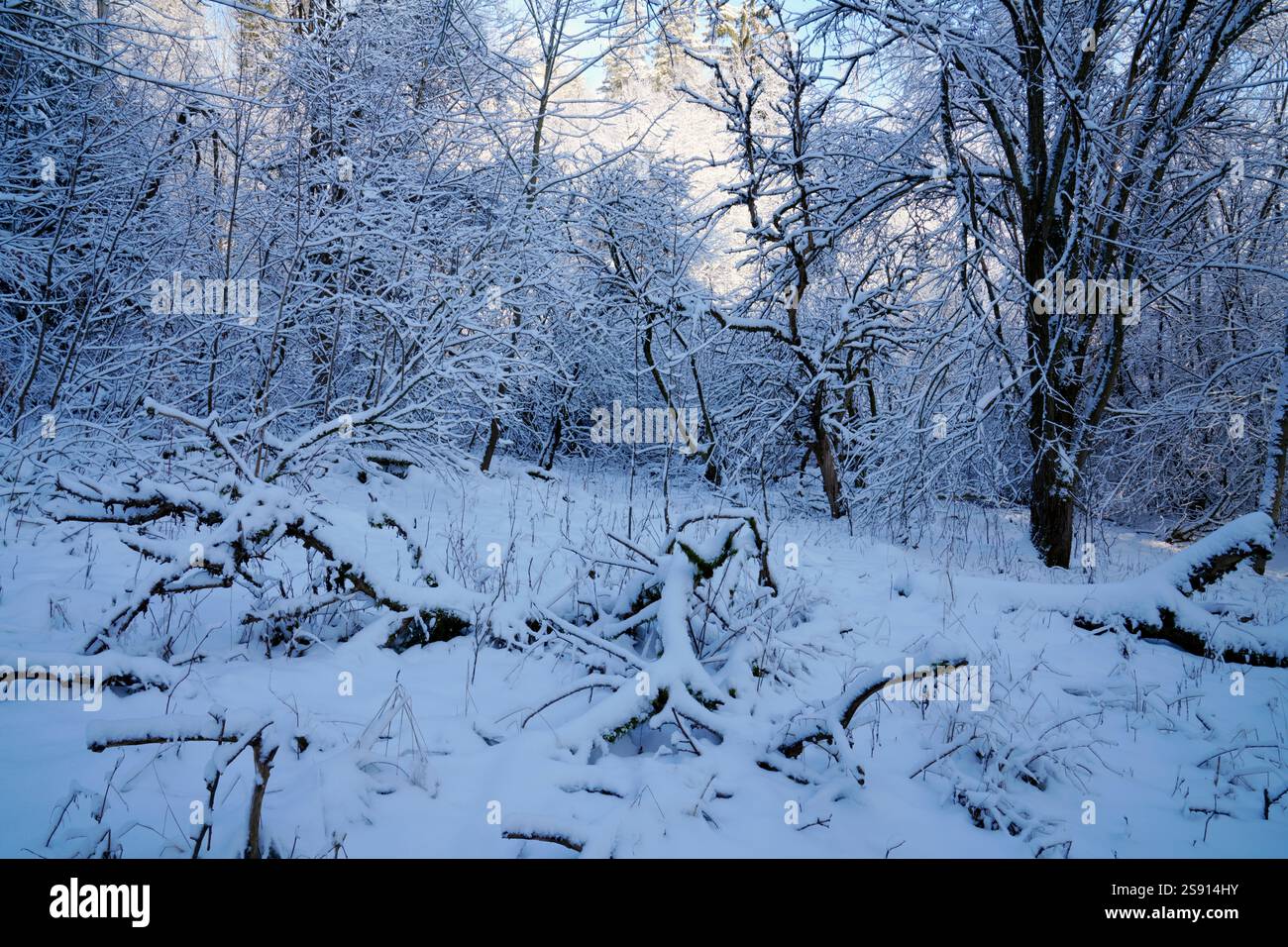 Alter, ungepflegter Apfelgarten im Winter Stockfoto