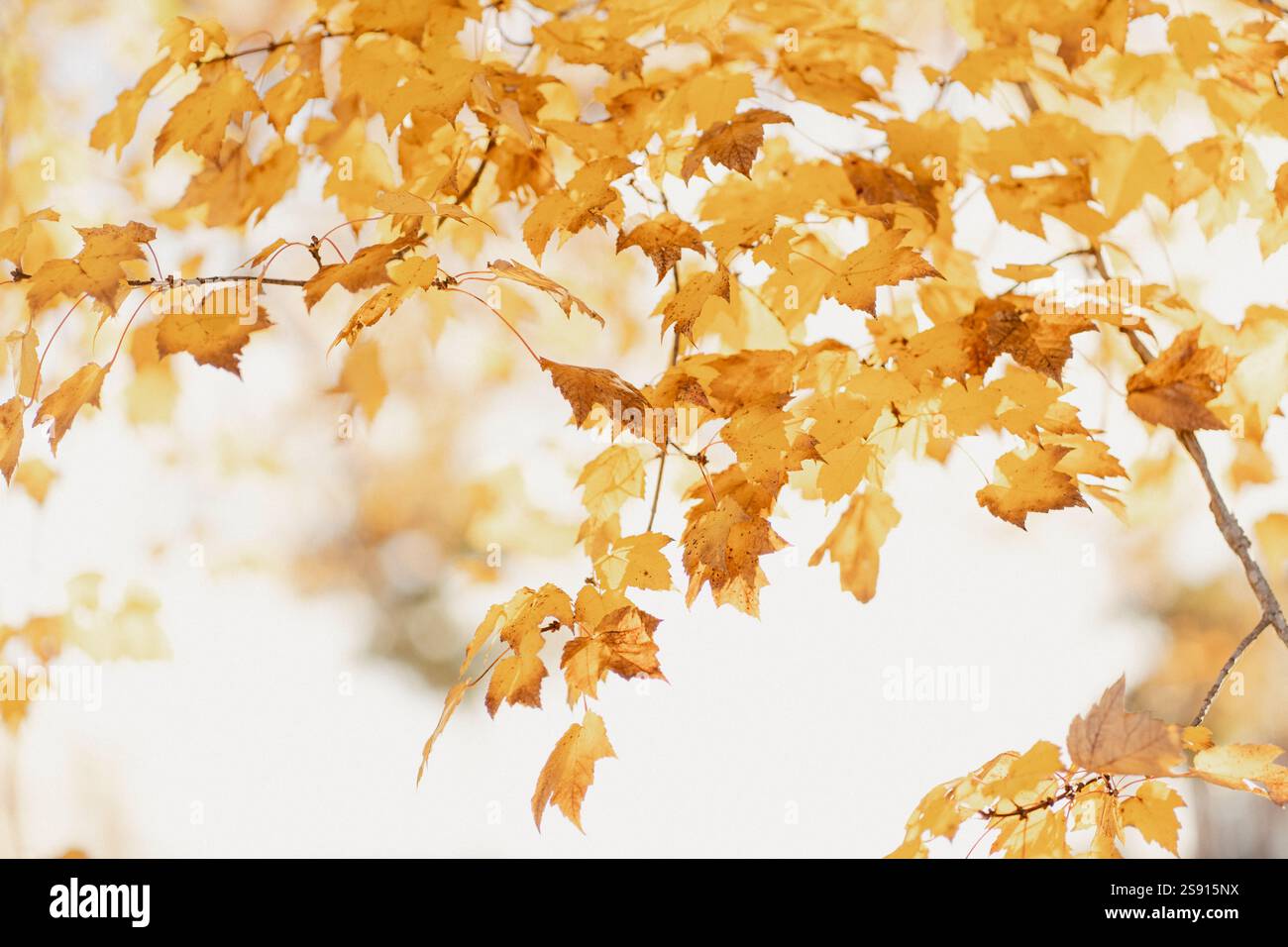 Herbstlaub auf Zweigen vor einem hellen, weichen Hintergrund Stockfoto