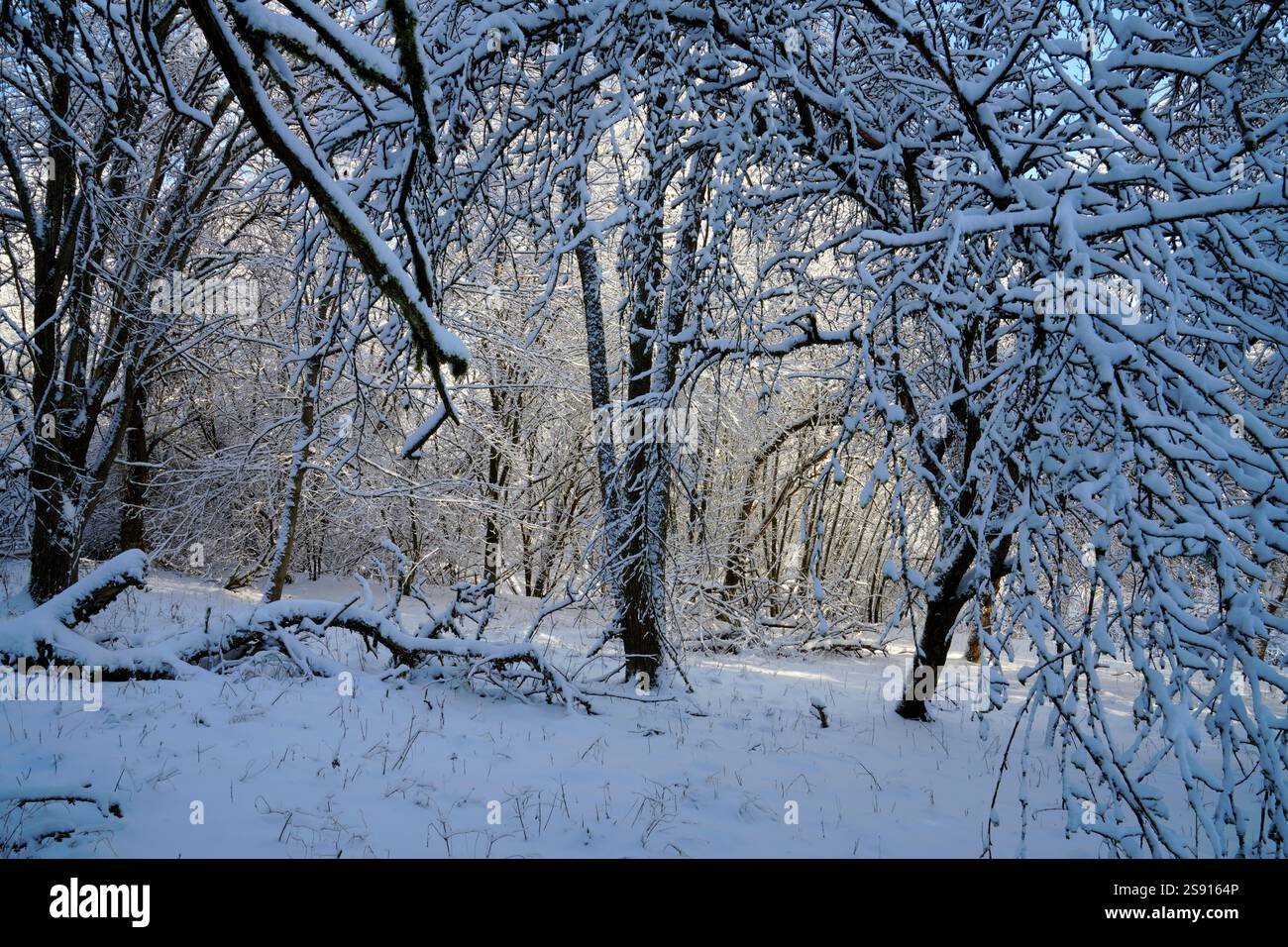 Alter, ungepflegter Apfelgarten im Winter Stockfoto