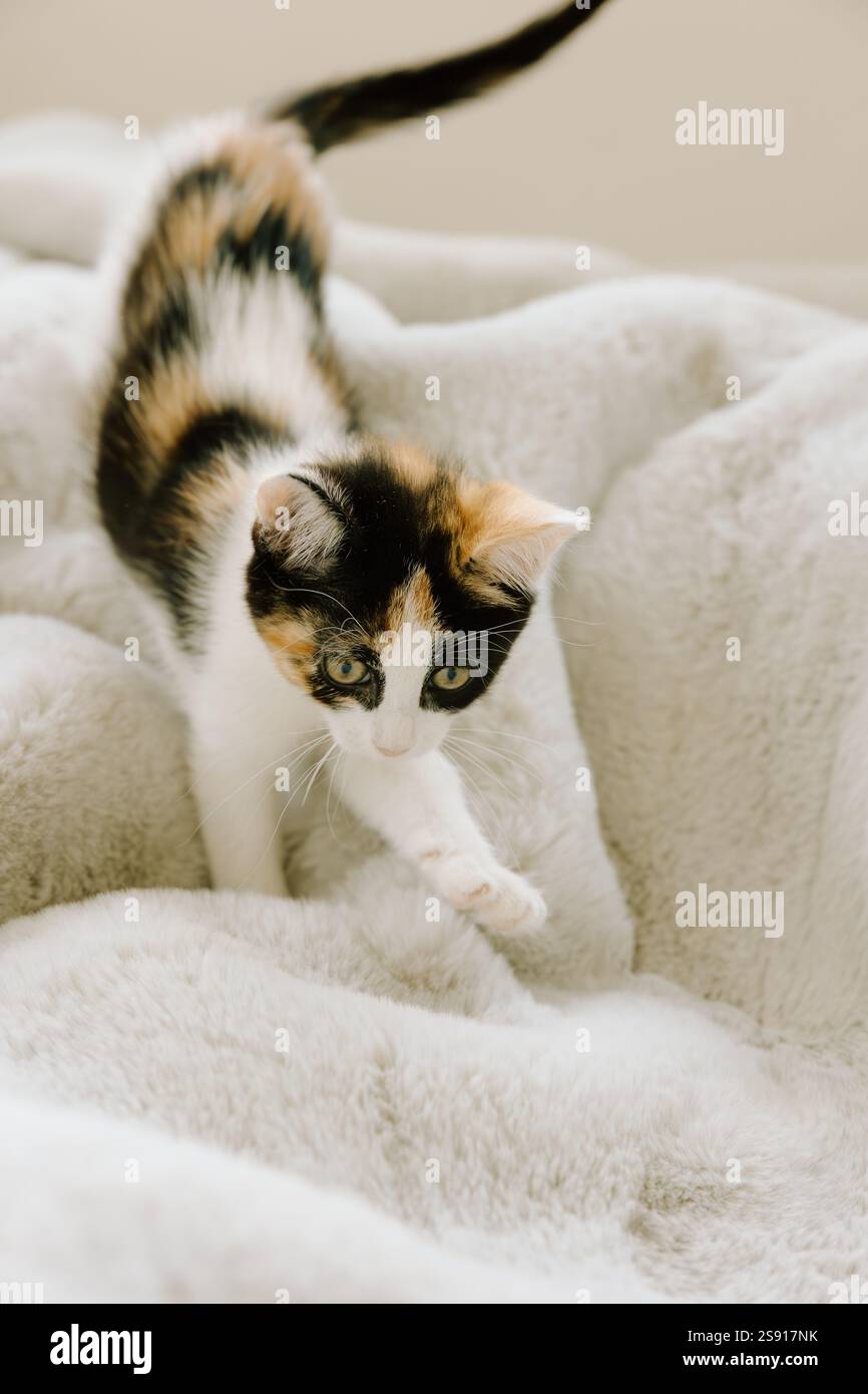 Calico Kitten spielt in natürlichem Licht Stockfoto