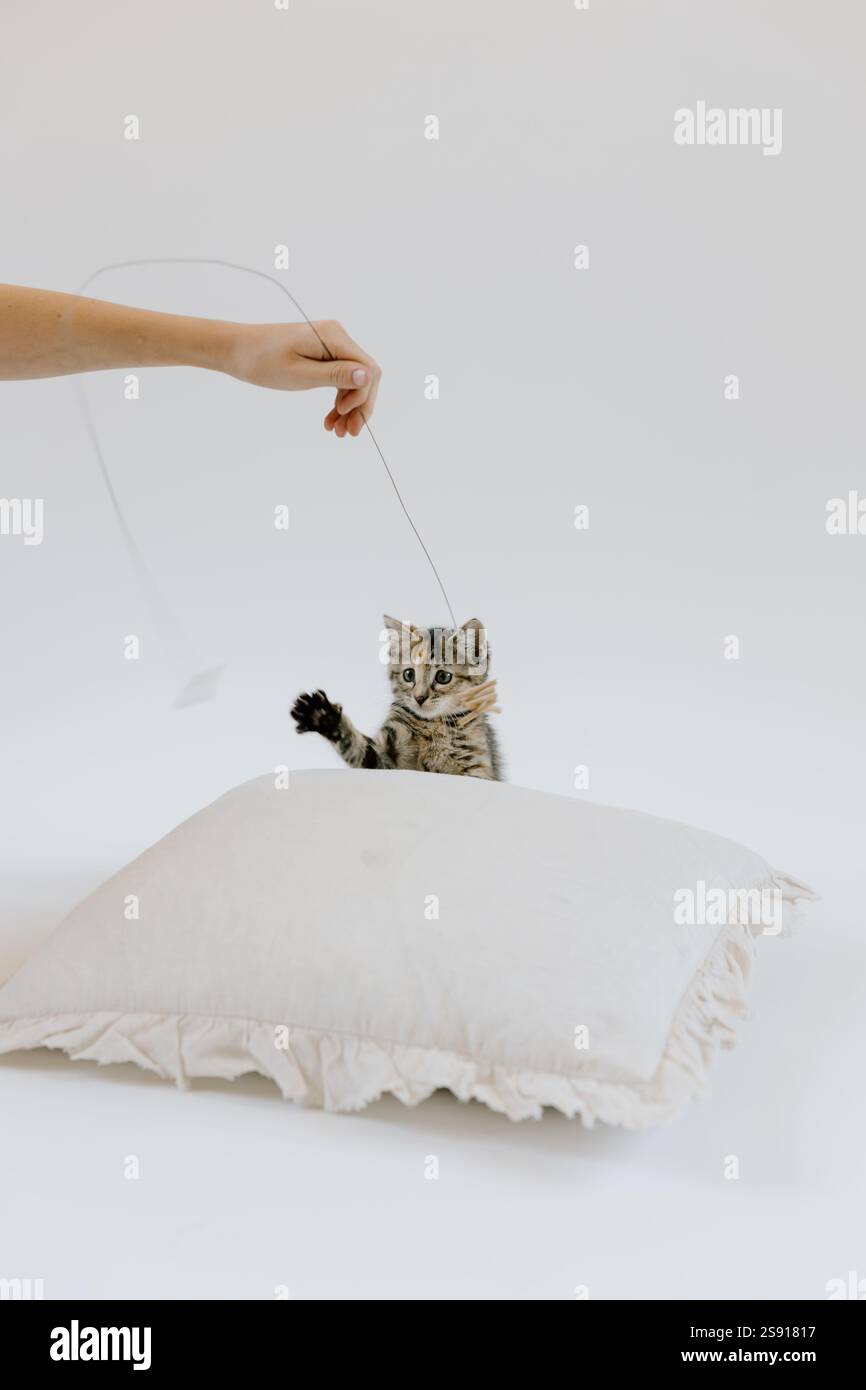 Verspielter Kätzchen, der mit Toy verlobt ist Stockfoto