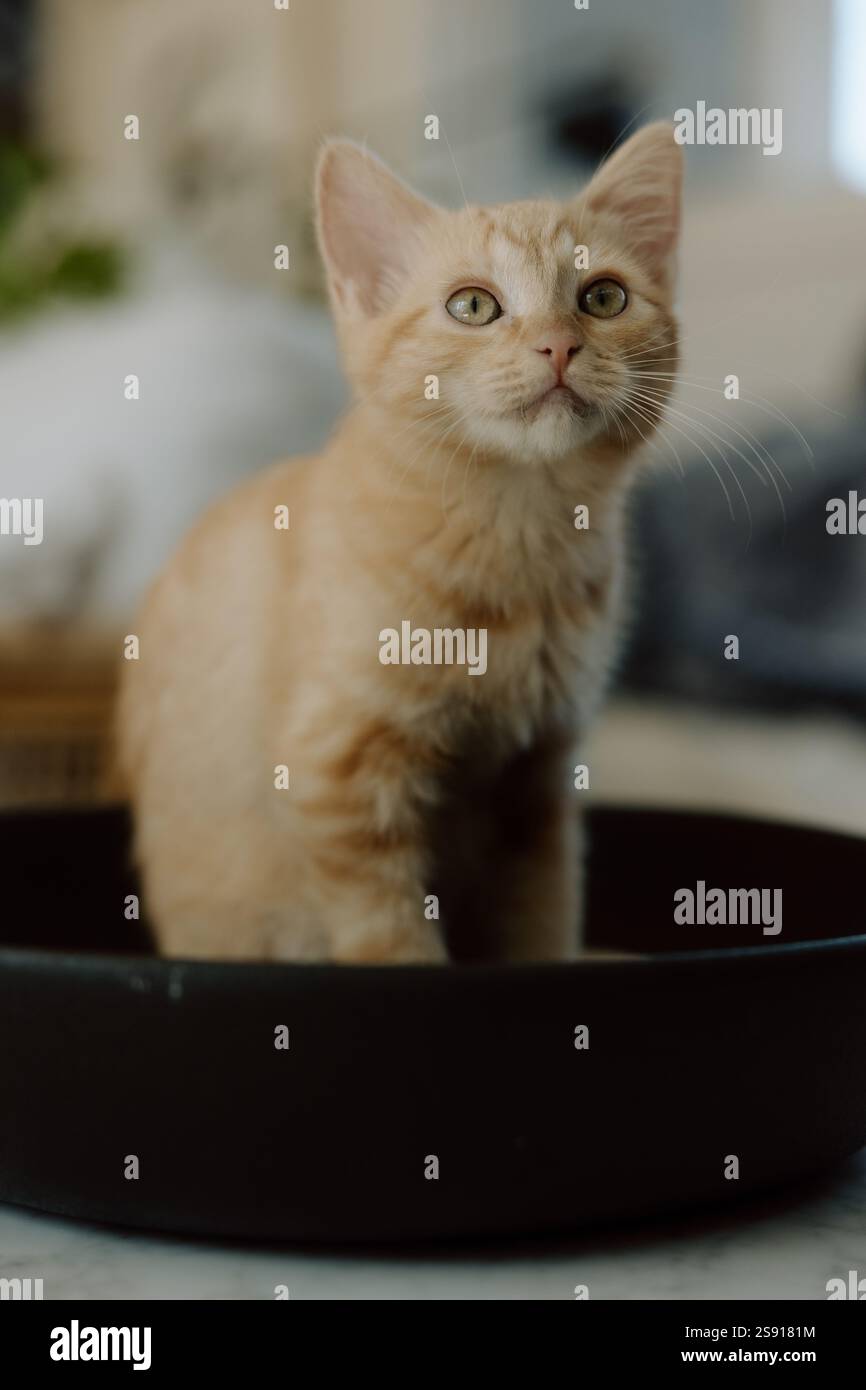 Ginger Kätzchen sitzen in einer Schüssel Stockfoto