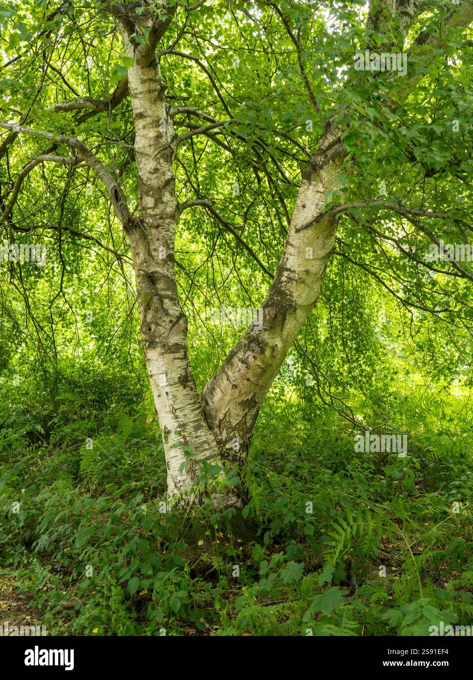 Eine einzelne Silberbirke (Betula pendula) mit zwei Stämmen mit weißer Silberrinde und grünem Laub im Juli in Leicestershire, England, Großbritannien Stockfoto