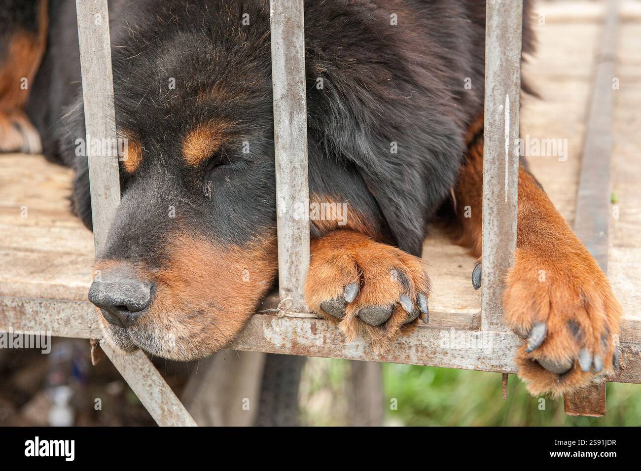 Tibetischer Mastiff in einem Käfig auf dem tibetischen Plateau in der Provinz Qinghai, China Stockfoto