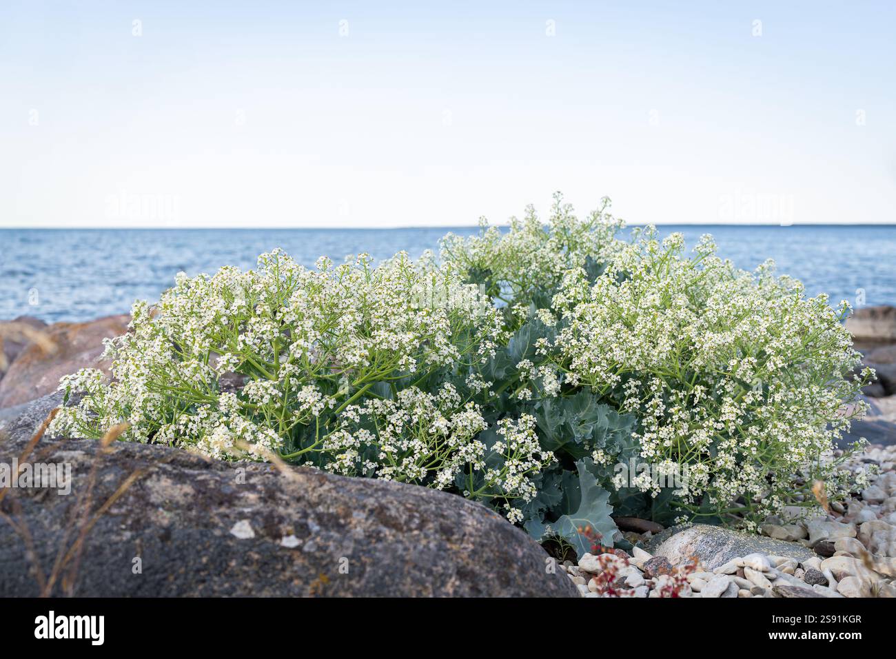 Steiniger Strand mit blühenden Meereskohl (Crambe maritima) Pflanzen, die am Meer wachsen. Meerkohl Nahaufnahme von weißen Blumen am Strand - natürliche Wellness. Stockfoto