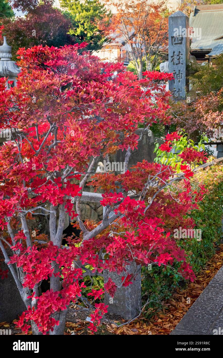 Matsumoto Temple Gardens im Herbst, Matsumoto, Japan Stockfoto