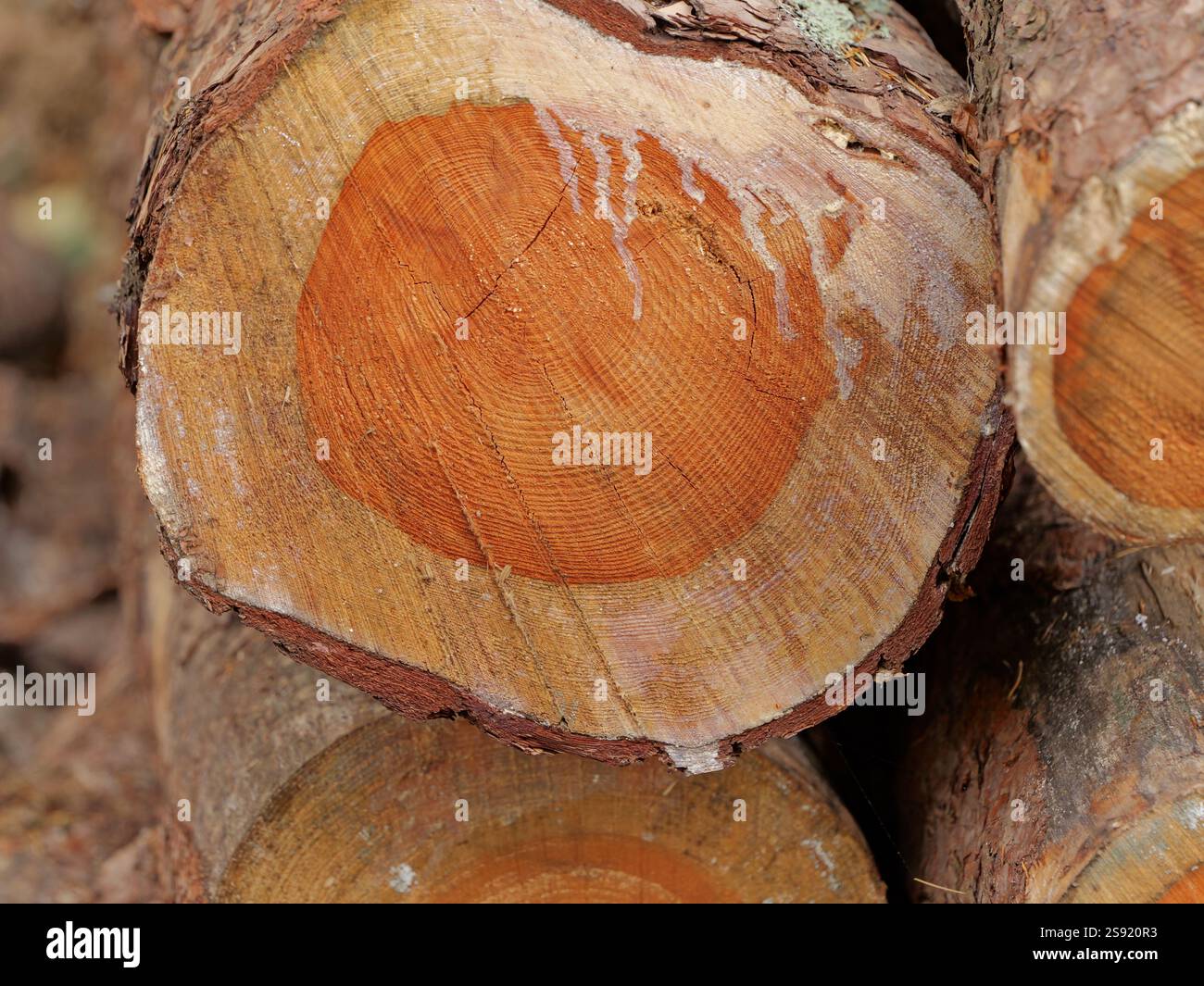 Holzlagerung – Nahaufnahme des Stammes. Nahaufnahme der Schnittflächen von Baumstämmen, die am Rande von Waldwegen für den Transport gelagert werden. Stockfoto