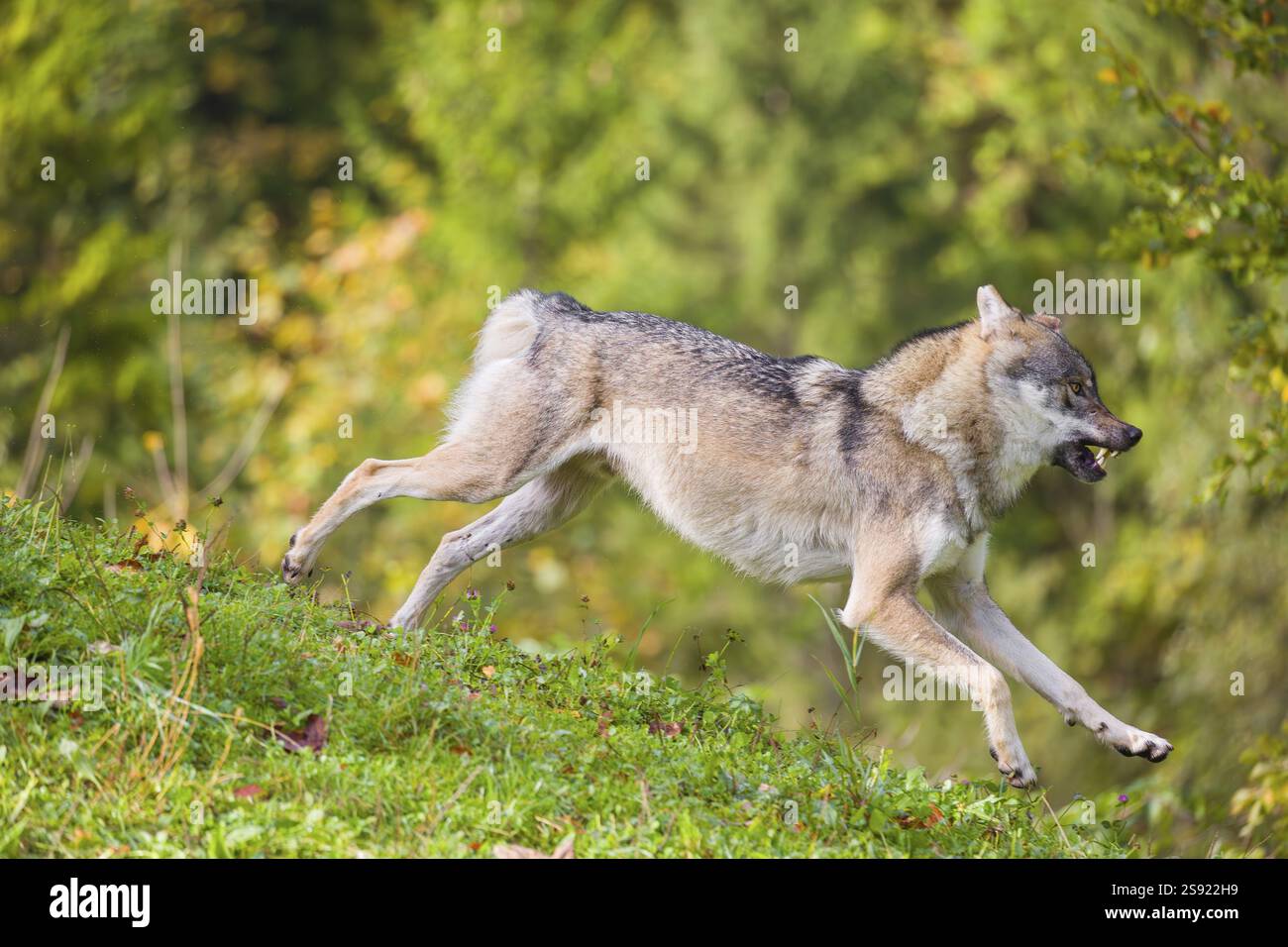 Ein eurasischer Grauwolf (Canis Lupus Lupus) läuft über eine Wiese einen Hügel hinunter. Licht am frühen Morgen Stockfoto