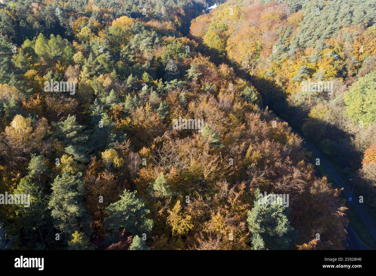 Gdynia, Witomino. Wald, Herbst. Drohnenfotografie Stockfoto