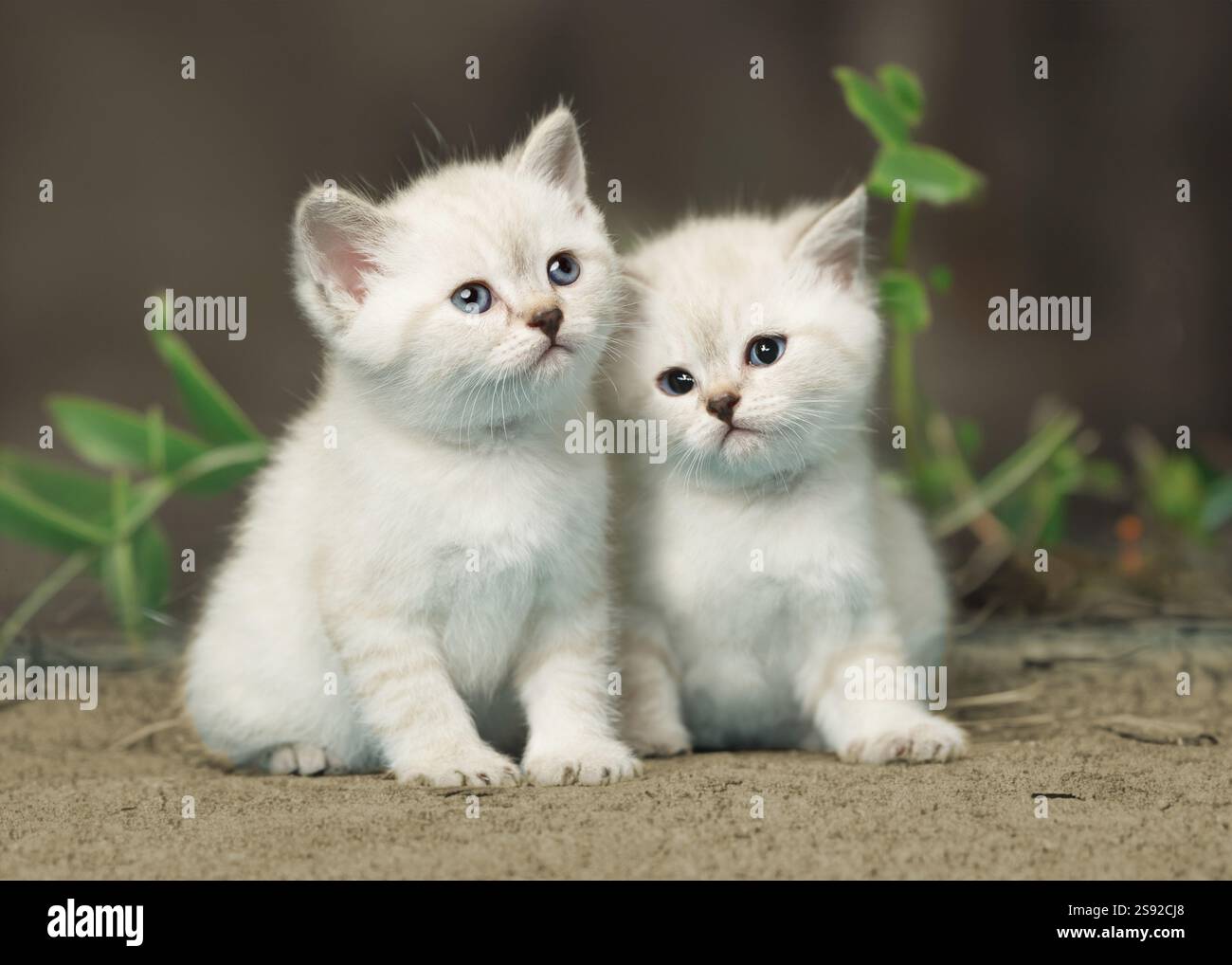 Zwei süße kleine weiße Kätzchen, die nebeneinander sitzen Stockfoto