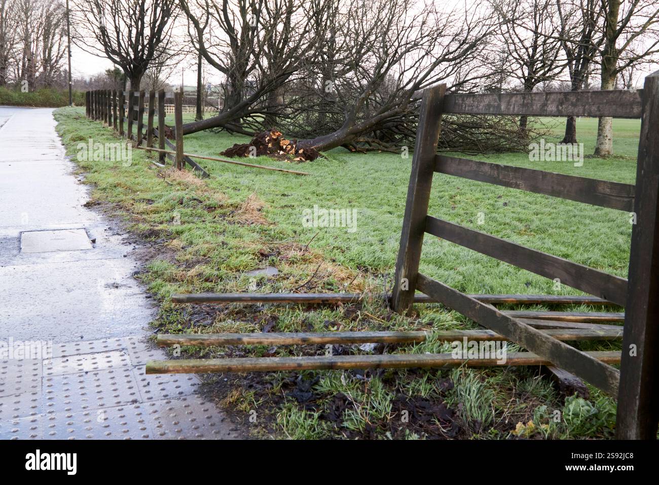 Der Zaun wurde niedergeblasen und Bäume wurden bei starkem Wind beschädigt, in roter Warnung wegen Sturm Eowyn, Newtownabbey, Nordirland, Großbritannien Stockfoto