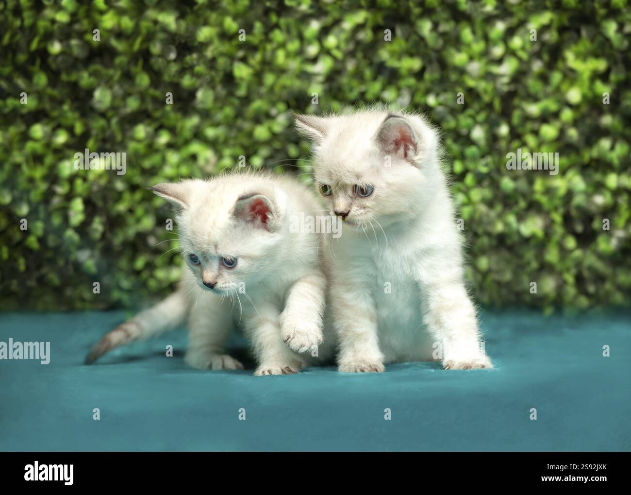 Lustiges kleines weißes Kätzchen mit blauen Augen. British Kurzhaar weiß Stockfoto