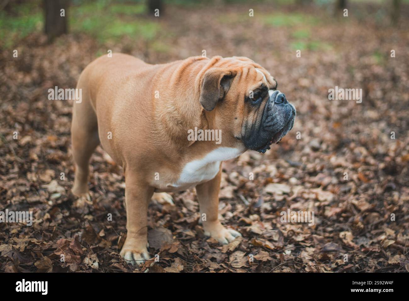 Britische Bulldogge in den Herbstwäldern Stockfoto