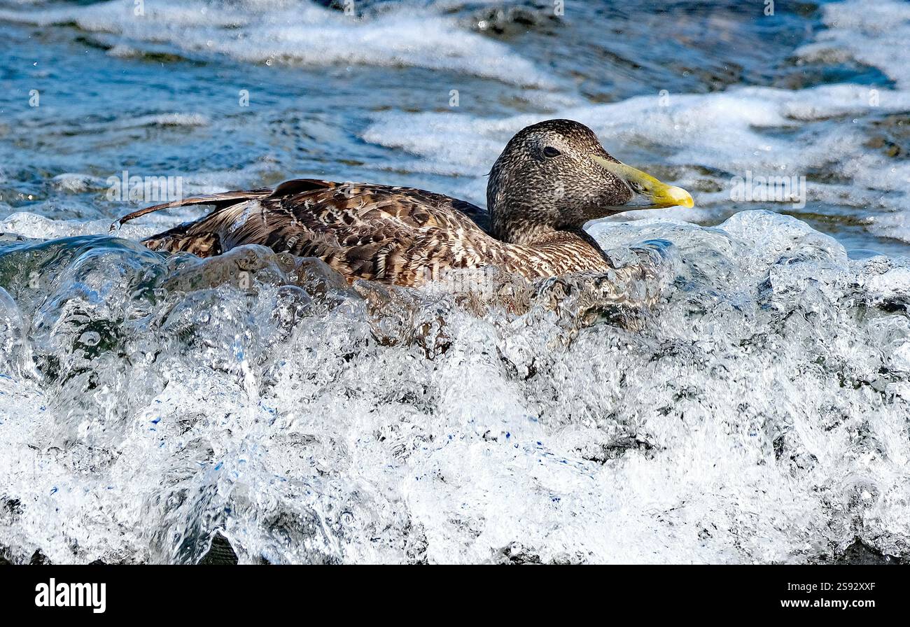Die Eider, auch St. Cuthbert-Ente oder Cuddy-Ente genannt, ist eine große Meeresente, die über die nördlichen Küsten Europas verteilt ist. Stockfoto