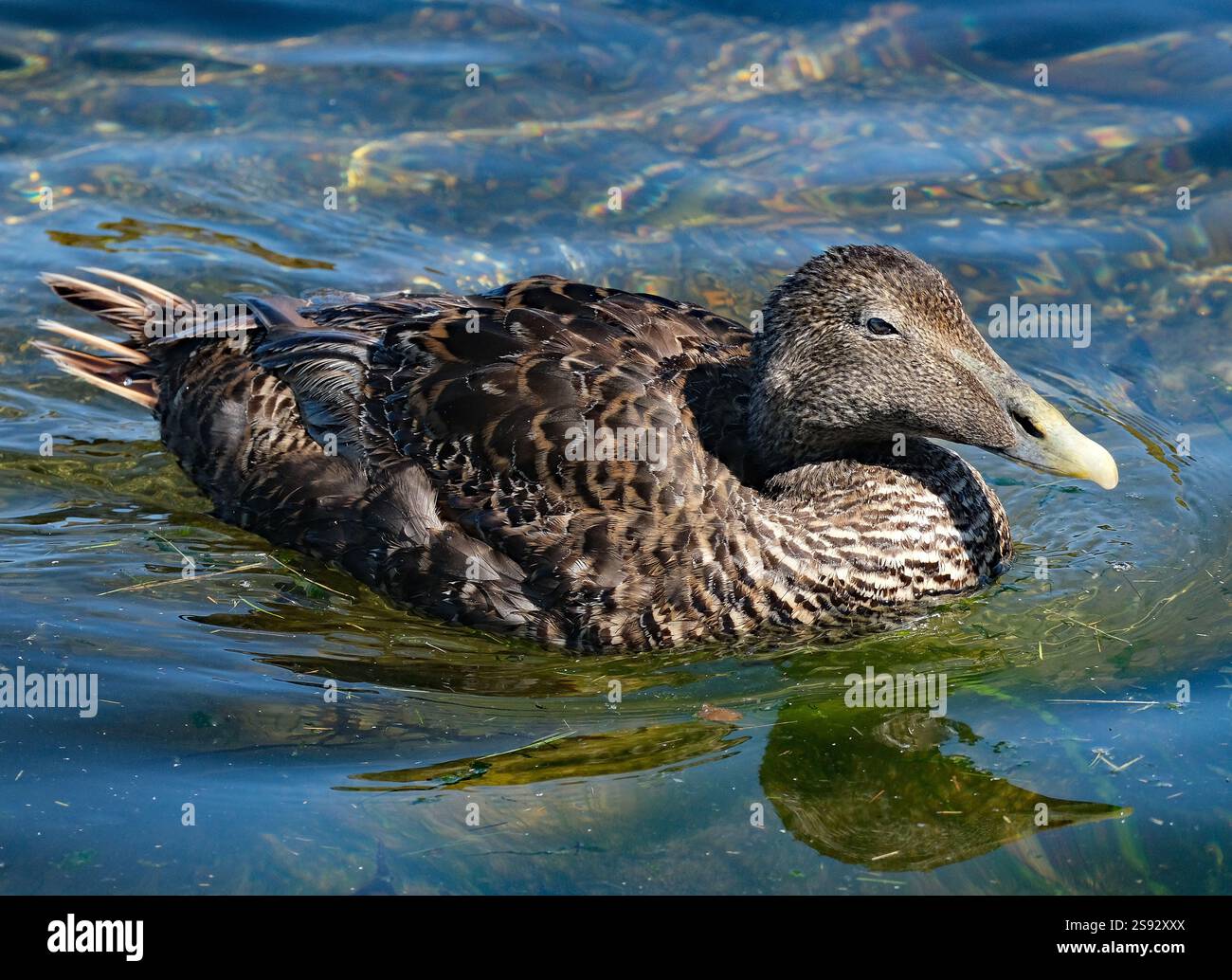 Die Eider, auch St. Cuthbert-Ente oder Cuddy-Ente genannt, ist eine große Meeresente, die über die nördlichen Küsten Europas verteilt ist. Stockfoto