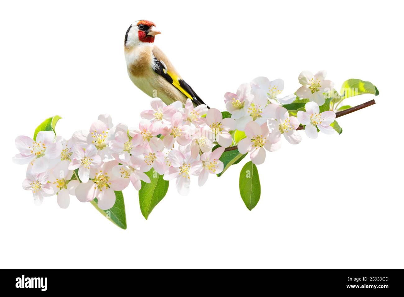 Kleiner Vogel, der auf einem Zweig des Blütenapfbaums mit bunten Blumen auf weißem Hintergrund steht. Europäischer Goldfinch Stockfoto